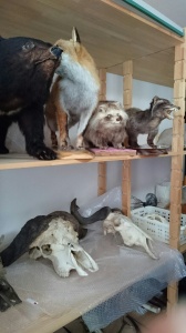 【画像】手でみる動物
