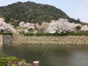 【画像】久松公園の桜２